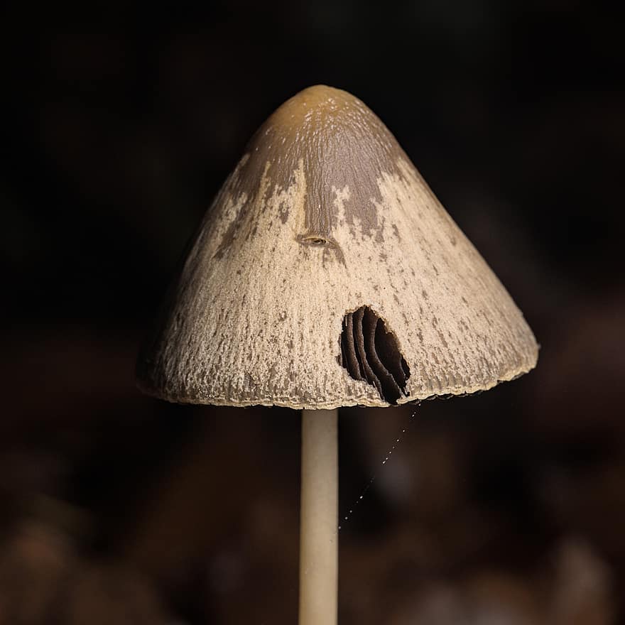 houba, mykologie
