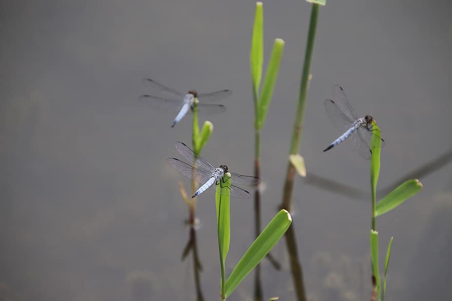 Dragonflies, Insects, Plants, Animals, Wings, Stem, Pond, Nature, Closeup, Dragonfly, Insect