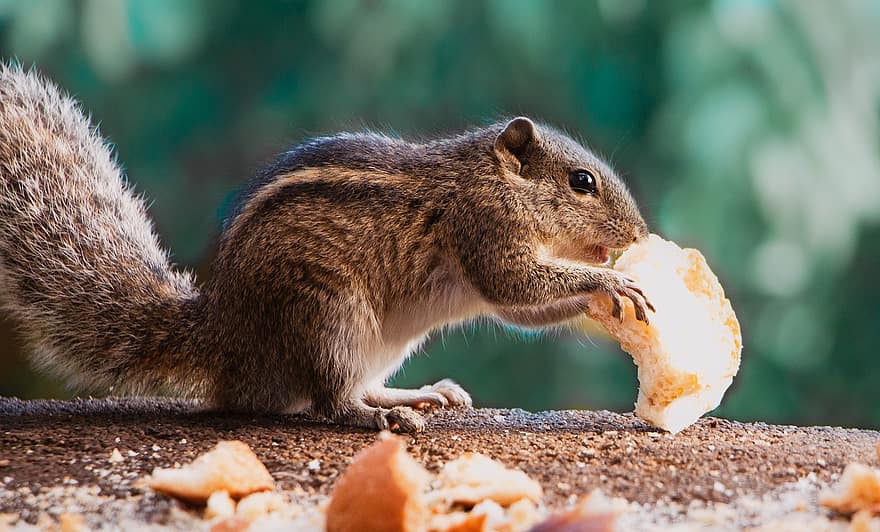 scoiattolo, scoiattolo di palma, peloso, creatura, mammifero, mangiare, natura, carina, Sri Lanka, poco