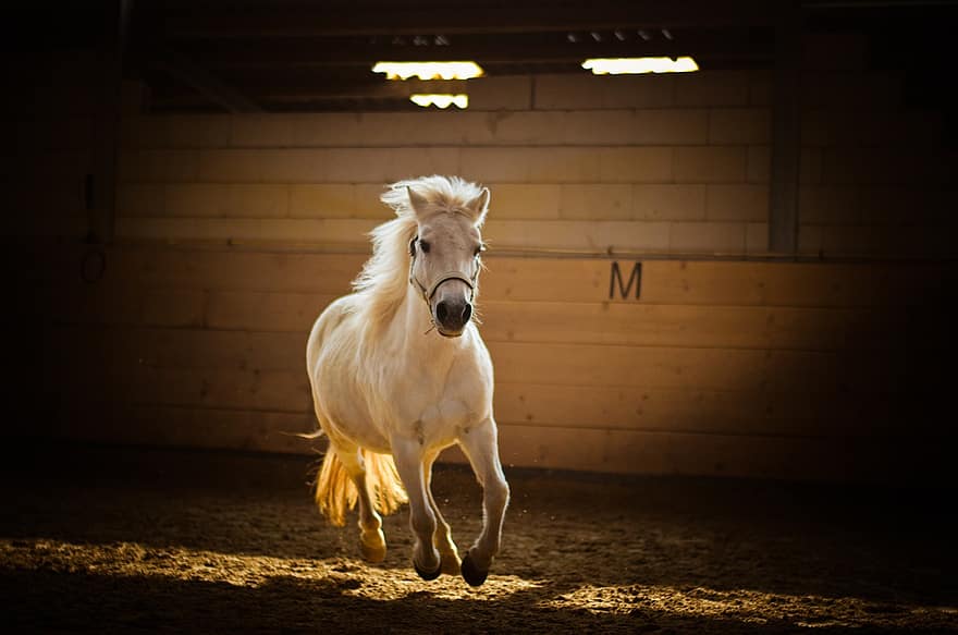 Horse, Animal, Gallop, White Horse, Mare, Pony, Mammal, Equine