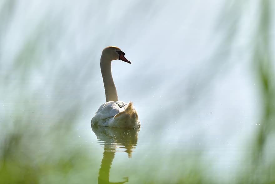 Swan, Bird, Lake, Elegant, White, White Swan, Long-necked, Beak, Feathers, Plumage, Ave
