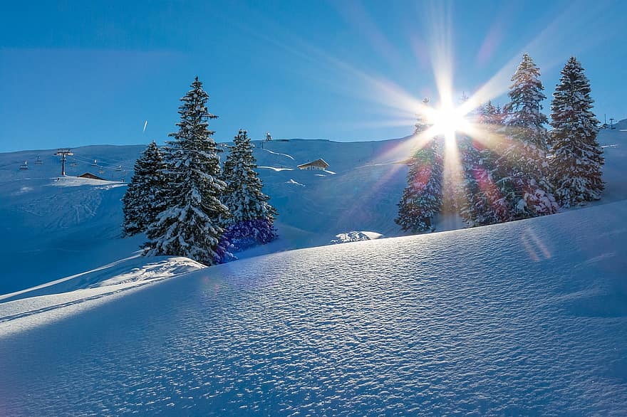salju, matahari, gunung, lampu latar, sinar matahari, pohon, merapikan, musim dingin, tumbuhan runjung, termasuk jenis pohon jarum, ladang salju
