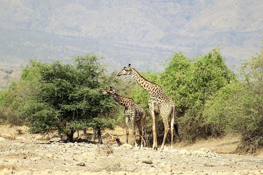 žirafy, Příroda, safari, divočina
