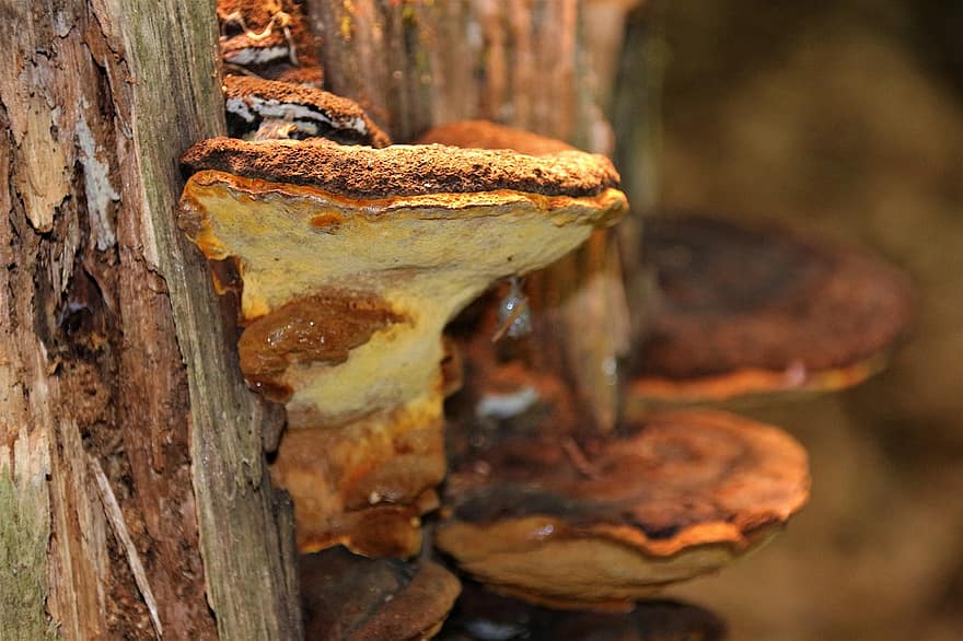 Mushroom, Forest, Autumn, Nature, Forest Floor, Magic, Macro, Forest Mushroom, Discovered