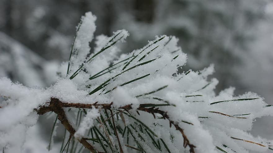 хвойное дерево, снег, природа, зима, деревья, пейзаж, Нидерланды, Европа
