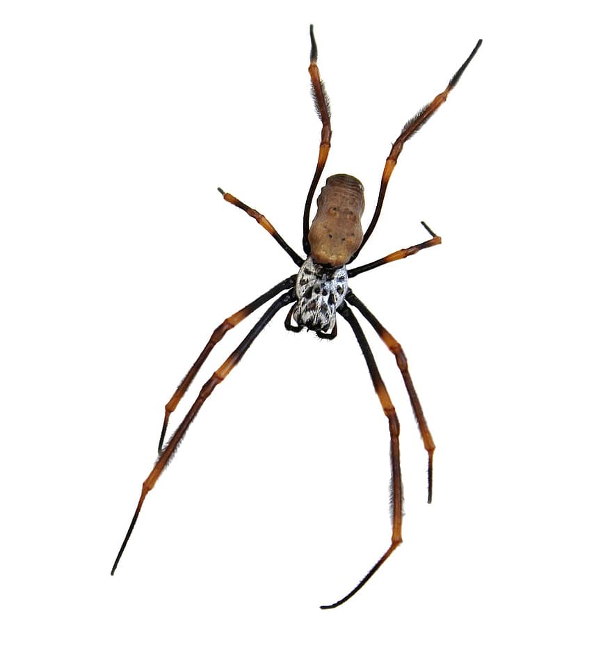 αράχνη, έντομο, φύση, κίνδυνος, τρομακτικός, επικίνδυνος, ζώο, ανατριχιαστικός, θηρευτής, άγρια ​​ζωή, Αυστραλία