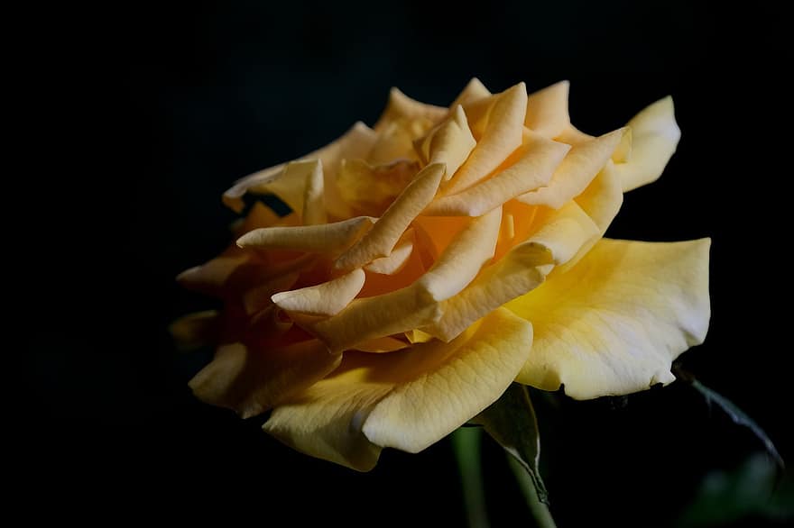 gul rose, gul blomst, natur, flora, have