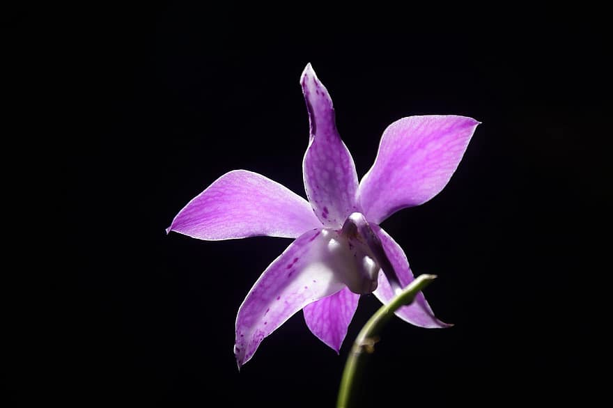 orchidej, květ, rostlina, okvětní lístky, dendrobium, orchidaceae, fialový květ, flóra, botanika, exotický, vibrující