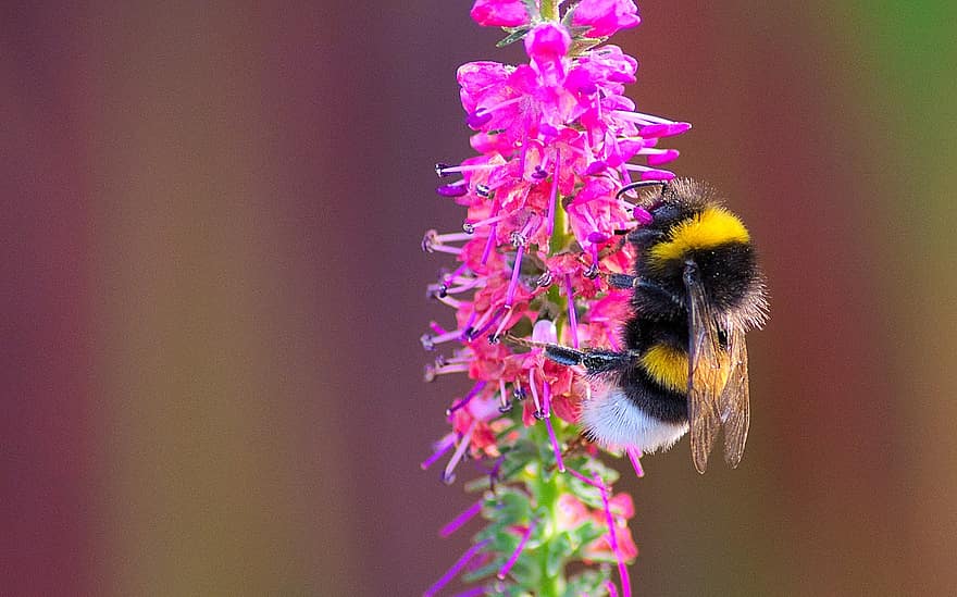 пчела, насекомо, животно, цвете, пъпка, нектар