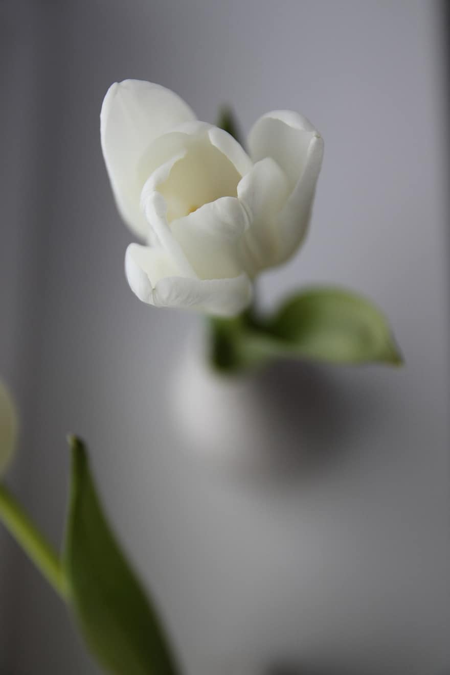 tulipan, hvite blomster, blomster, natur