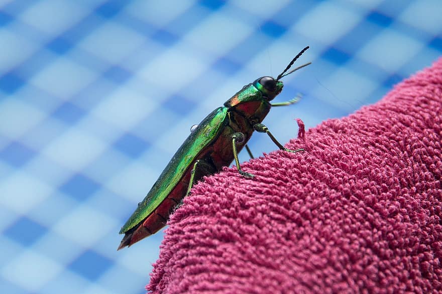 juvelbille, insekt, bille, bug, Chrysochroa Fulminans, dyr, makro, nærbilde, multi farget, grønn farge, fokusere på forgrunnen