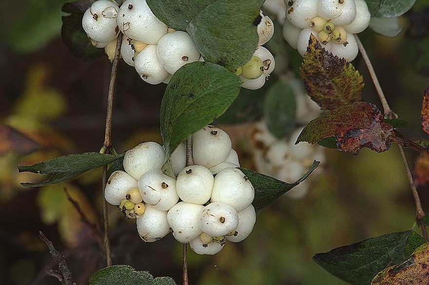 Common Snowberry, Berries, Fruits, Symphoricarpos Albus, Nature, leaf, freshness, fruit, close-up, plant, food
