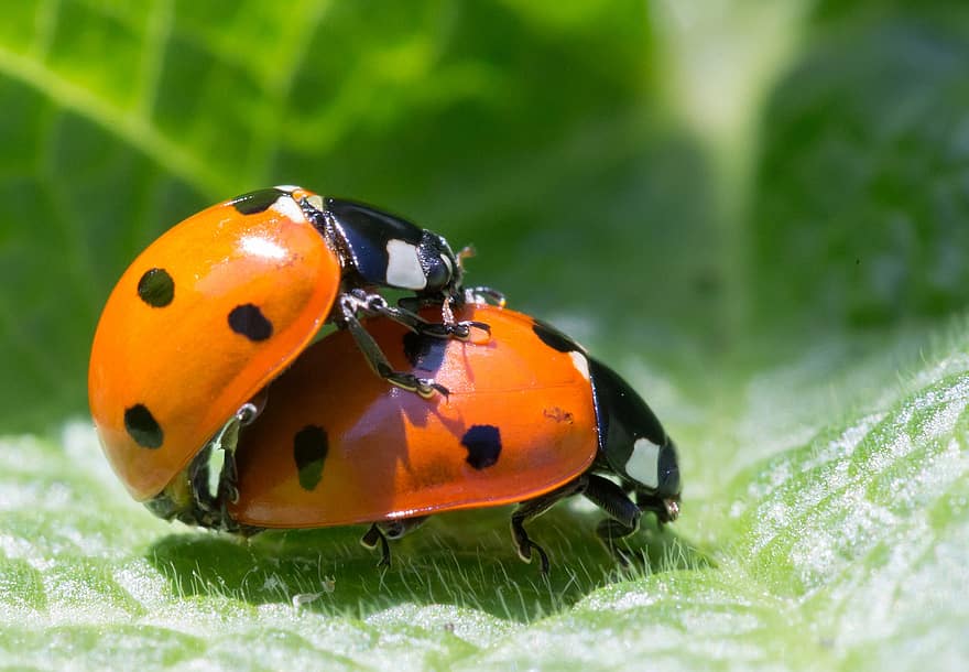 Ladybugs, Insects, Pair, Mating, Ladybird Beetles, Beetles, Red Beetles, Dotted, Dotted Beetles, Nature, Leaf