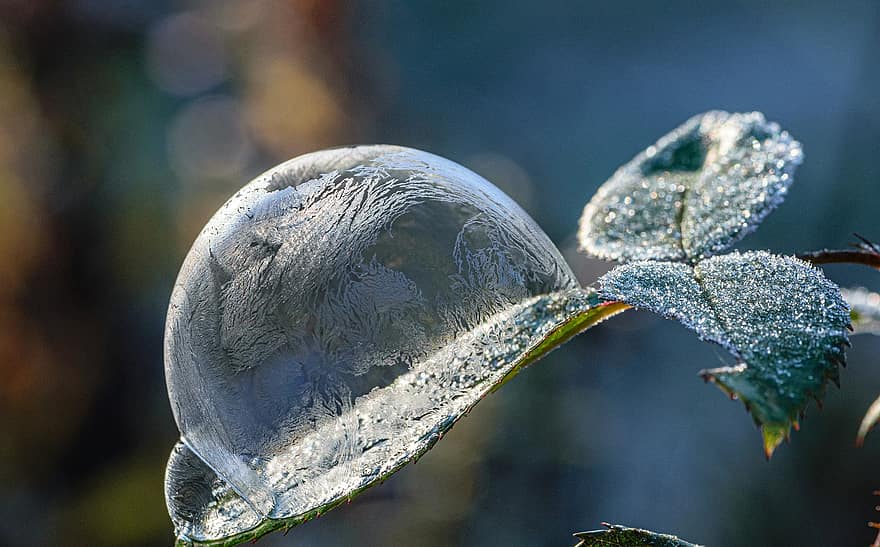 Leaves, Bubble, Frozen, Frost, Ice, Ice Crystals, Winter, Winter Magic, Plant, Soap Bubble, Nature