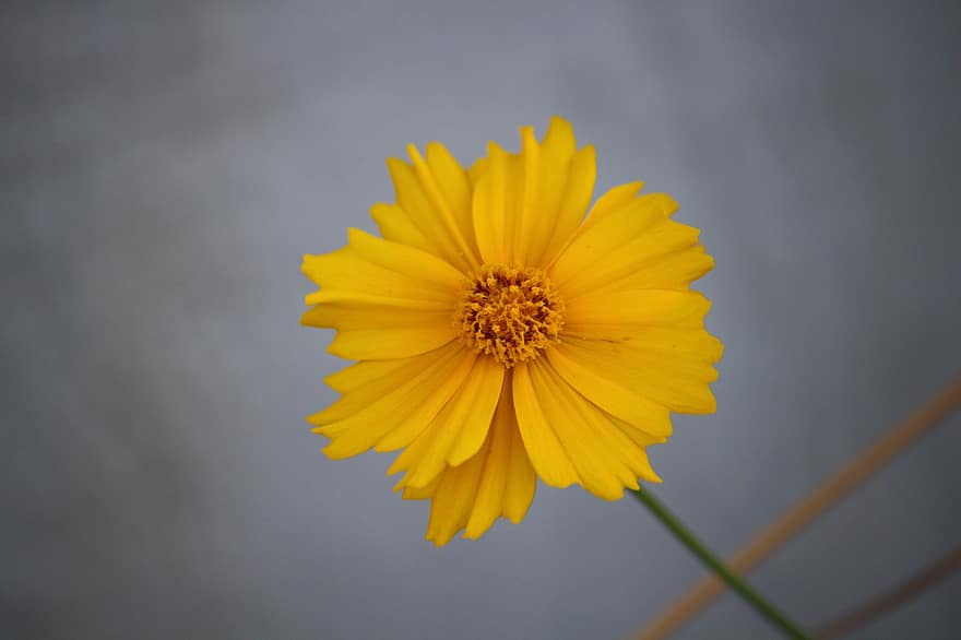 Coreopsis kopinatý, květ, žlutý květ, okvětní lístky, žluté okvětní lístky, flóra, Příroda, rostlina
