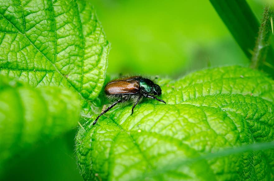 kumbang, serangga, daun, serangga bersayap, sayap, alam, ilmu serangga, makro