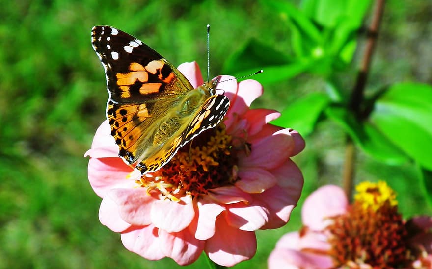 तितलियों, कीड़े, पंख, गर्मी, रंगीन, प्रकृति, क्लोज़ अप, कीट, बहु रंग का, फूल, तितली