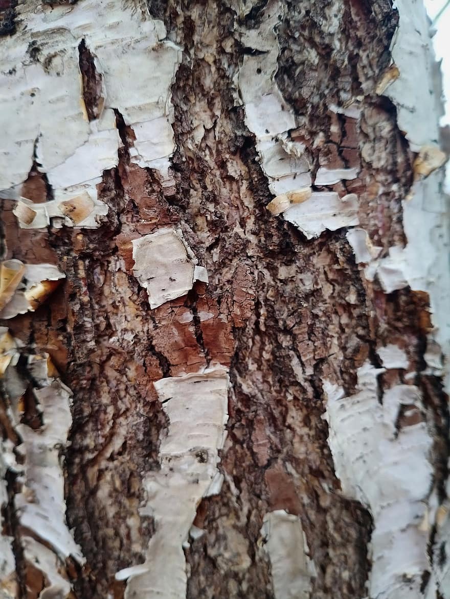 Birch, kulit, hutan, alam, pohon, batang pohon, tua, merapatkan, latar belakang, kayu, menanam