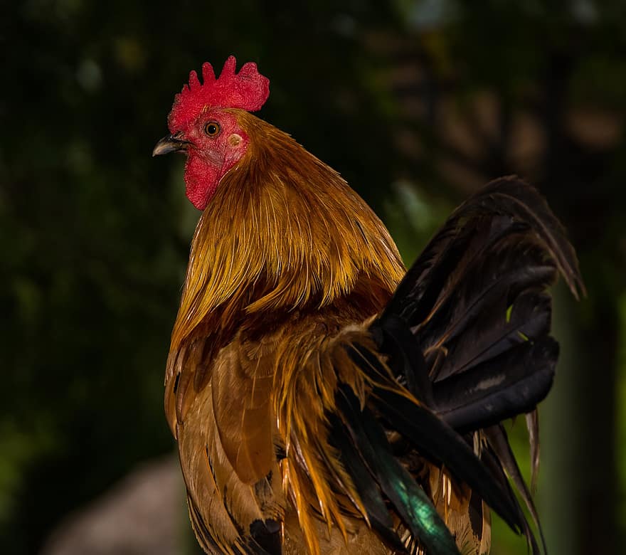 Bird, Rooster, Ornithology, Chicken, Species, Fauna, Animal