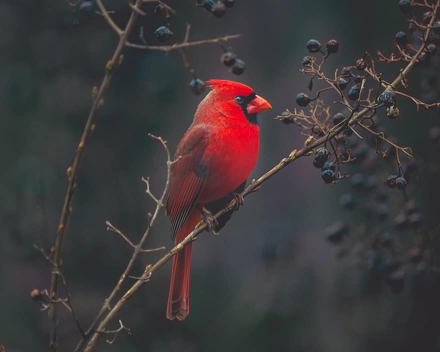 cardinal, ave, exotic, natură, roșu, dom, animale, sălbatic, vârf, aripi