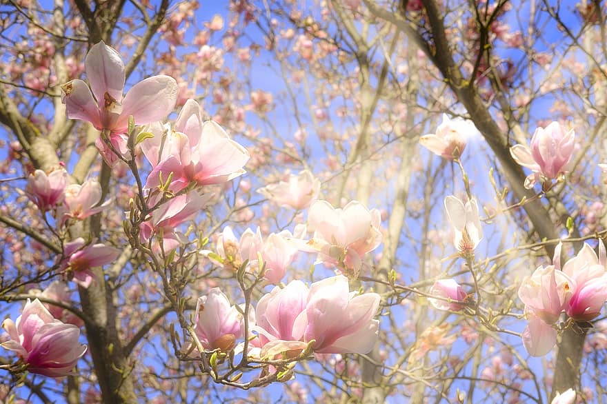 fiori, magnolia, albero, primavera, fioritura, raggi di sole, luce del sole, fiorire, fiore, testa di fiore, pianta