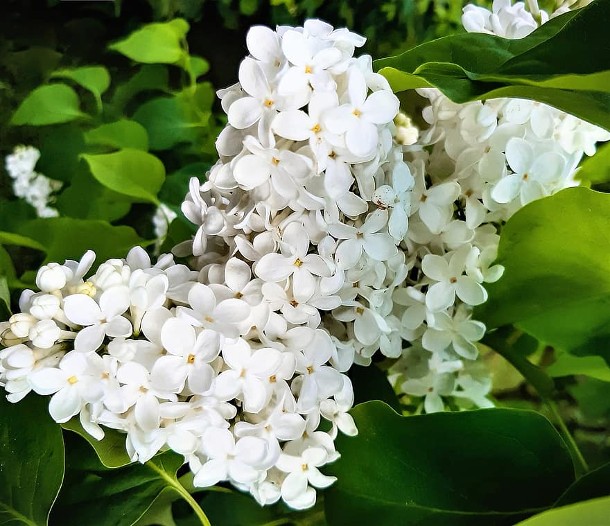 lilla, Fiori di lillà, fiori bianchi, primavera, natura, fragrante, pianta, foglia, avvicinamento, fiore, estate