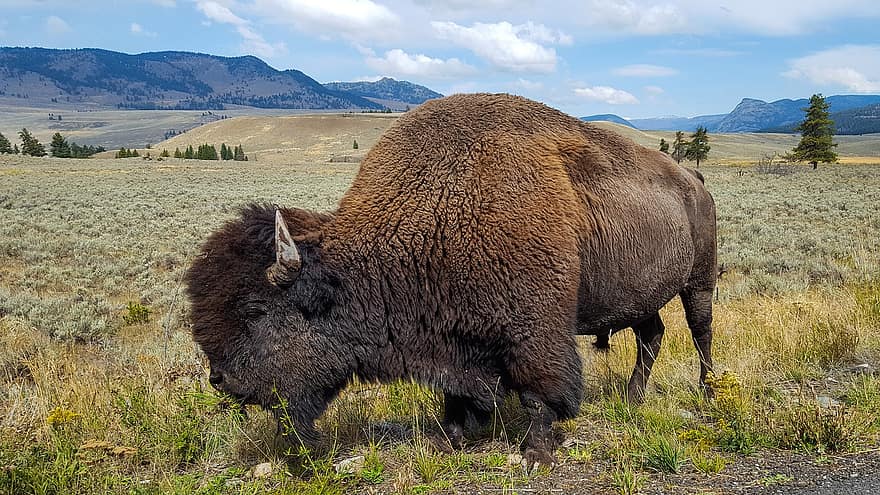 buffel, bison, djur-, horn, prärie, amerikan, natur, vild, däggdjur, fä, beta