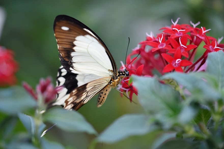 तितली, तफ़सील, कीट, कीटविज्ञान, जाति, मैक्रो, विंग, उष्णकटिबंधीय तितली, क्लोज़ अप, बहु रंग का, फूल