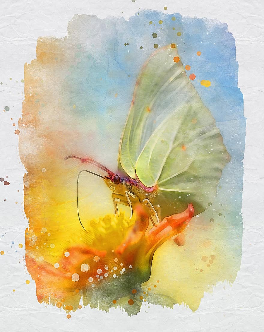 motýl, květ, opylování, hmyz, síry motýl, flóra, rostlina, detailní, Příroda, malování