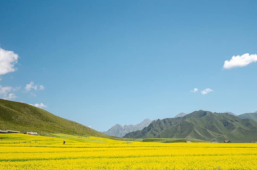 Mountain, Rapeseed, Nature, Rural, Countryside, Travel, Exploration