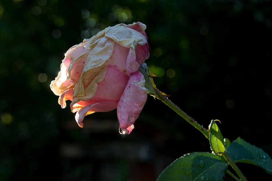 Rosa, Rosen, Garten, Blumen, Blume, Frühling, Natur, Sommer-, Entspannung, Flora, Pflanzen