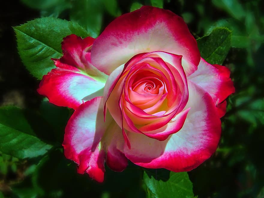 fleur, Rose, Floraison, plante, la nature, floral, amour, jardin, rouge, blanc, romance