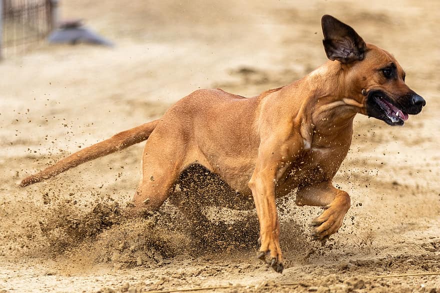 hund racer, væddeløbsbane, race, sport, Hundesport, kanin jagt, dyr, jage