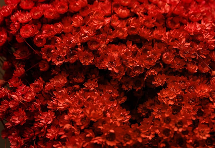 Blumen, rote Blumen, Strauß