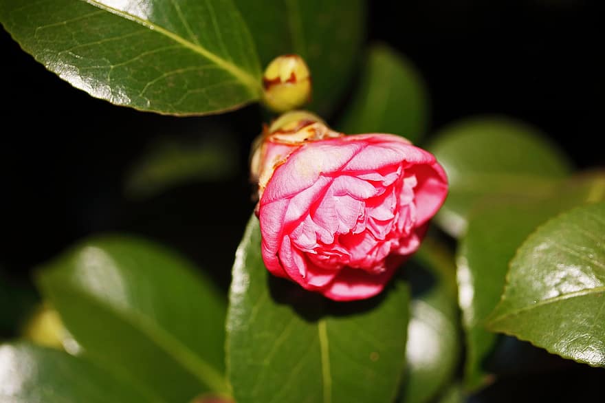 japonská kamélie, květ, rostlina, camellia japonica, růžový květ, okvětní lístky, listy, zahrada, flóra, Příroda