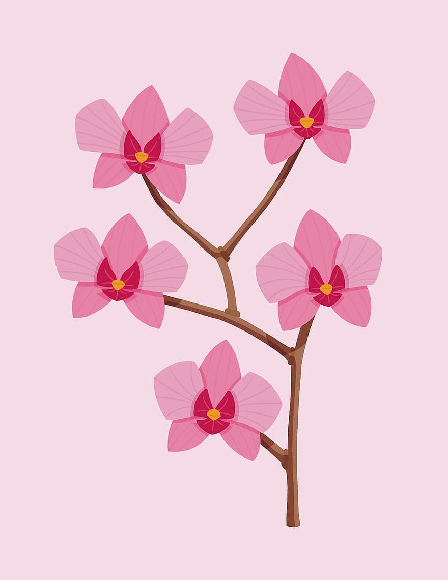 Flowers, Orchid, Rose, To Flourish, Bloom, Nature, flower, plant, pink color, blossom, branch