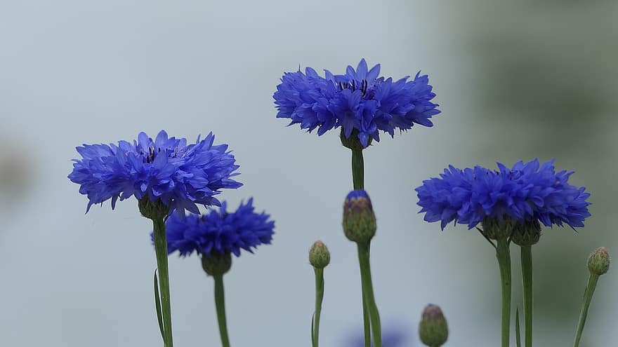 blåklint, blommor, växter, blåa blommor, kronblad, knoppar, blomma, natur