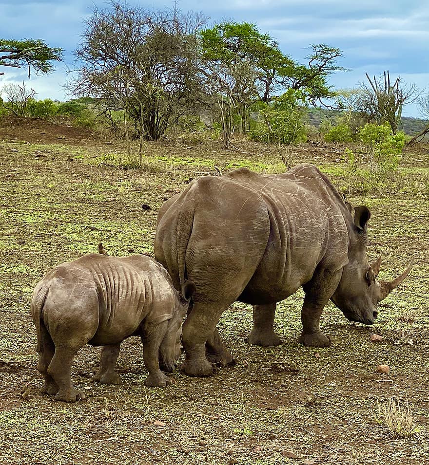 وحيد القرن ، أم ، طفل ، المهددة بالخطر ، الحيوانات البرية ، بري ، طبيعة ، عجل ، شاب ، برية