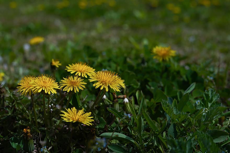 Löwenzahn, Wildblumen, Wiese, gelbe Blumen, Feld, Frühling, Frühlingsblumen, Republik Korea, Pflanzen, Natur