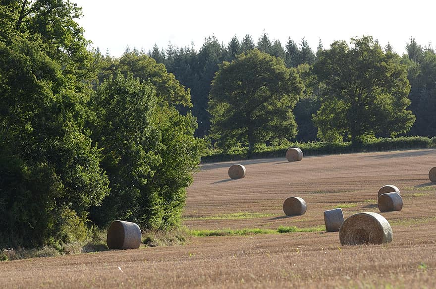 Hay Bales, Field, Harvest, Farm, Bales, Straw, Hay, Trees, Rural, Landscape, Meadow
