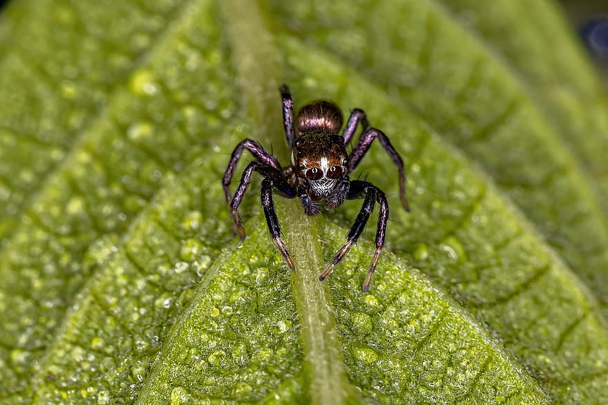 паяк, вид от паякообразни, животно, листо, Аелурилини, Аранеоморф, членестоноги, Chelicerata, Entelegynae, фауна, женски пол