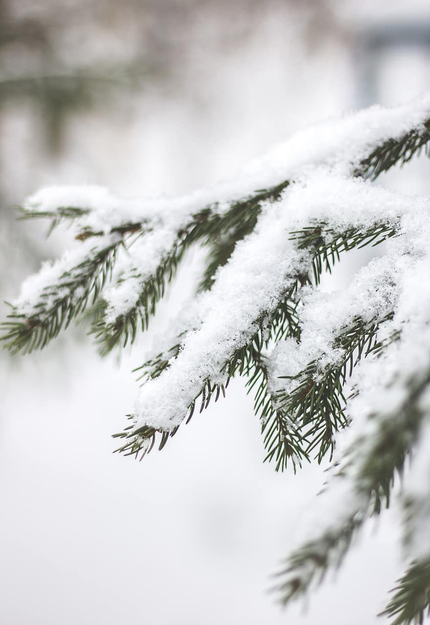 Skov, vinter, sne, sæson, træ, udendørs, gran, natur, afdeling, nåletræ, fyrretræ
