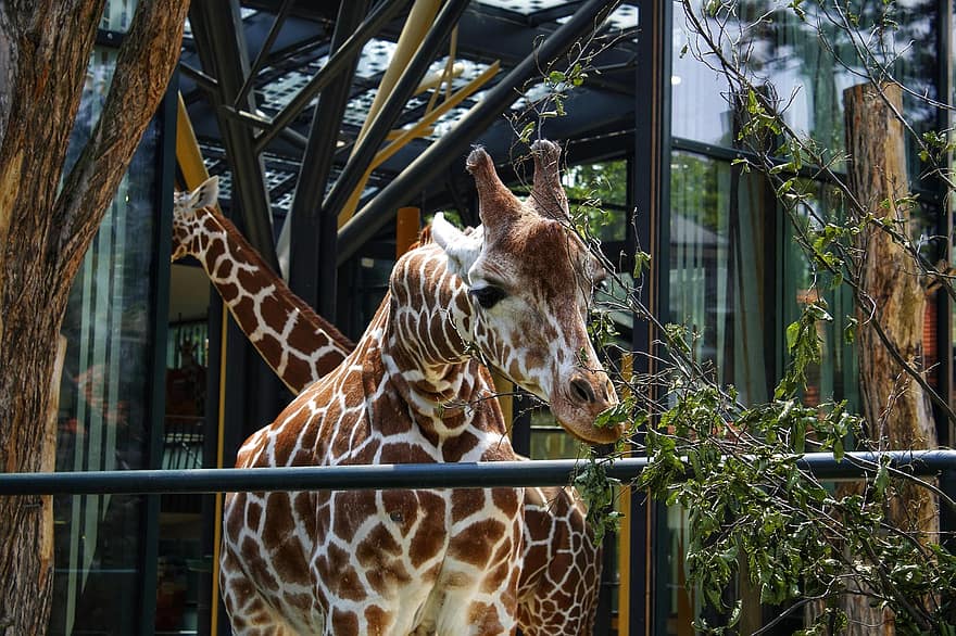 jardim zoológico, girafa, animal, Schönbrunn, viena, viagem, cabeça de animal, animais em estado selvagem, fechar-se, arquitetura, padronizar