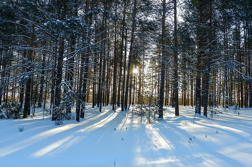 ліс, зима, сонячне світло, дерева, тінь, сніг, сніговий, мороз, холодний, хвойні, ліси