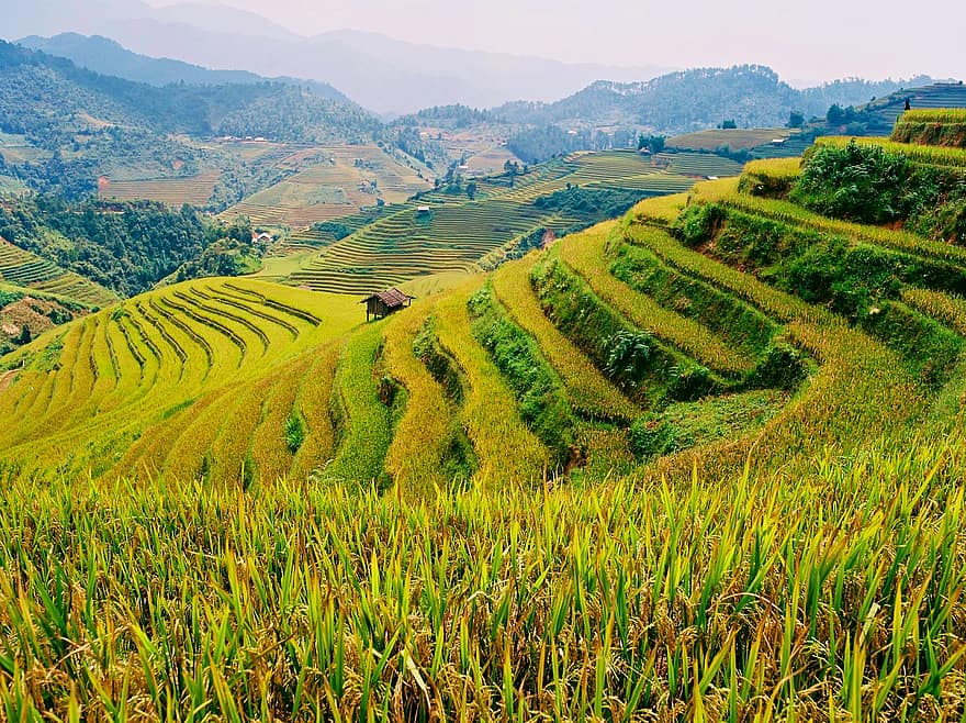 campi di riso, terrazze di riso, risaie, agricoltura, Vietnam
