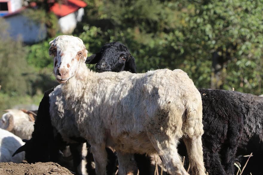 mouton, Mouton de l'Himalaya, Lamjung Ghalegaun, Ghalegaun Lamjung, Ghalegaun Népal, Lamjung Népal, chèvre, Shee et chèvre, animaux, faune, Mouton du Népal