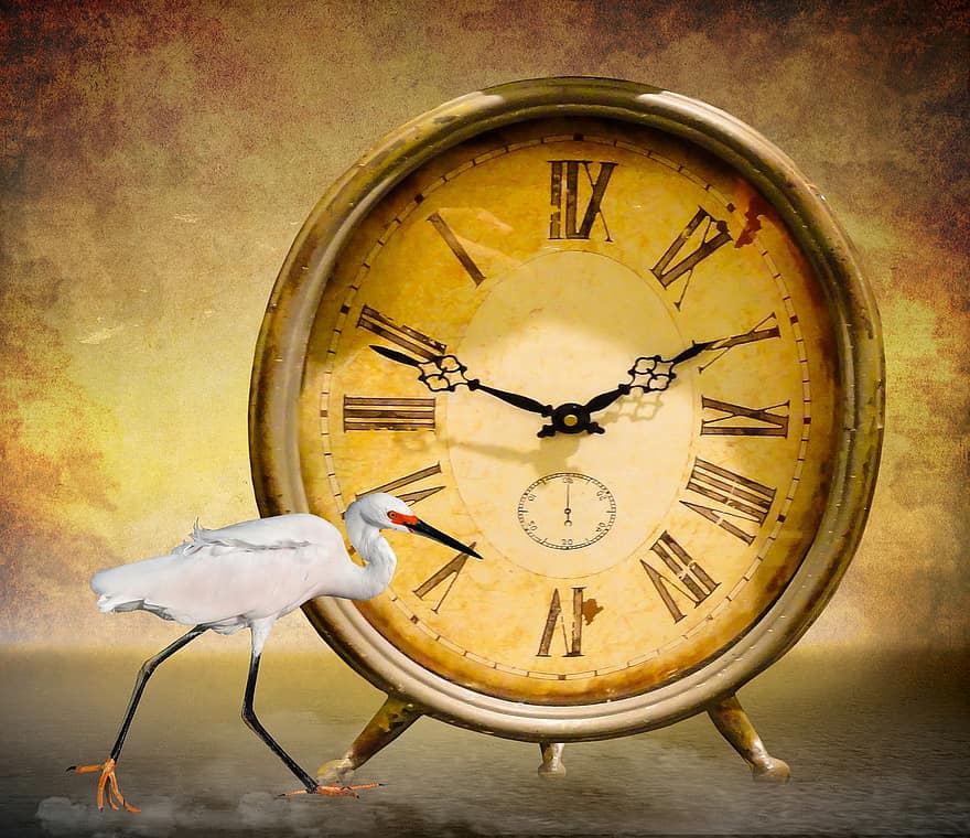 temps, symbole, l'horloge, aiguille, attendre, durabilité, héron, en pensant, regarder, considérer