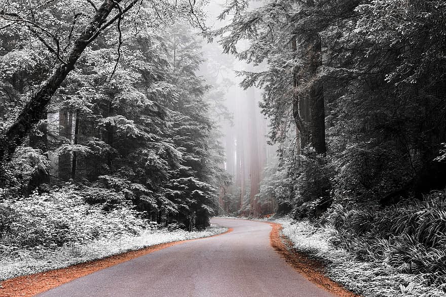 floresta, estrada, inverno, queda de neve, neve, névoa, caminho, curva, panorama, arvores, natureza