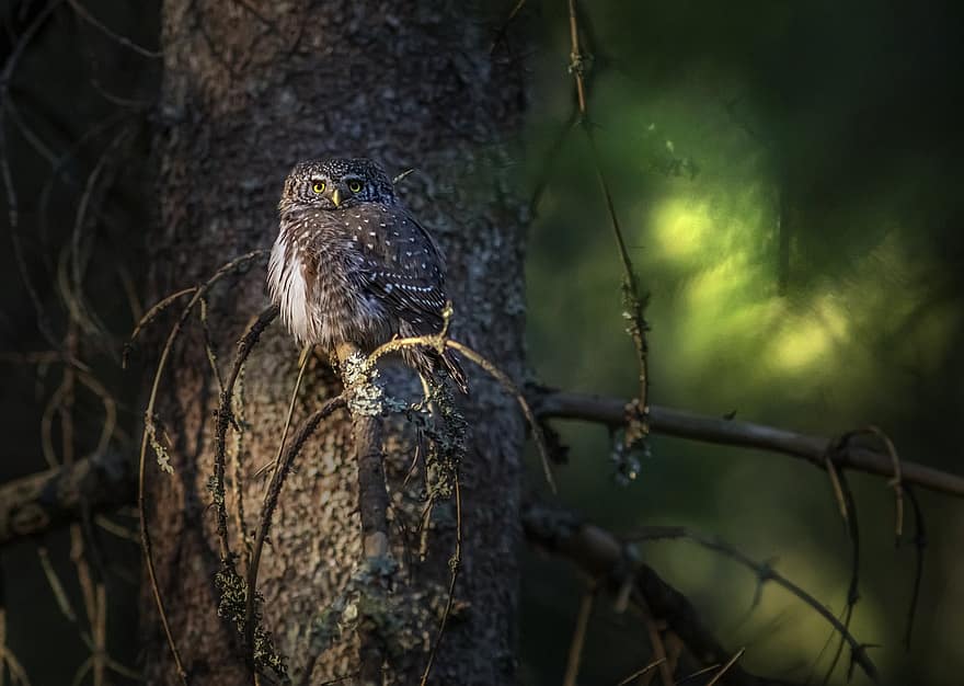 Owl, Eurasian Pygmy Owl, Glaucidium Passerinum, Perched, Branch, Tree, Bird, Wilderness, Wildlife, Animal, Nature