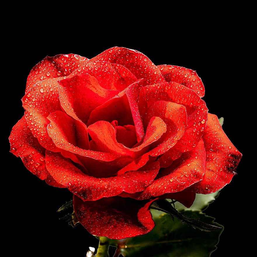 Rose, Blume, Tau, rote Rose, rote Blume, Makro, Wassertropfen, Tautropfen, Pflanze, Blütenblatt, Nahansicht